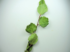 Betula glandulosa