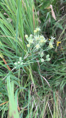 Brickellia eupatorioides