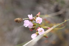 Drosera drummondii