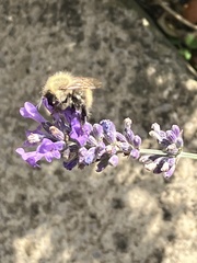 Apinae