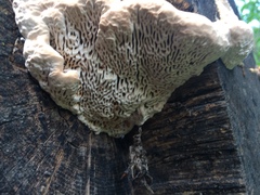Fomitopsidaceae