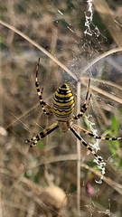 Argiope bruennichi