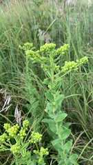 Solidago rigida