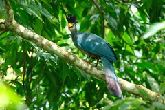 Corythaeola cristata