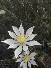 Mentzelia decapetala