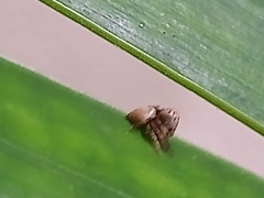 Hamataliwa