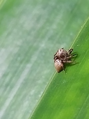 Hamataliwa