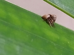 Hamataliwa