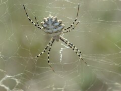 Argiope lobata