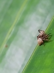 Hamataliwa