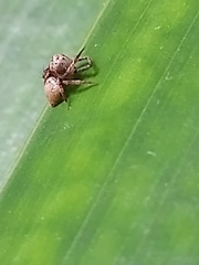 Hamataliwa