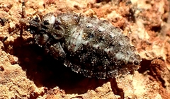 Pentatomomorpha