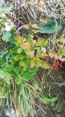 Vaccinium myrtillus