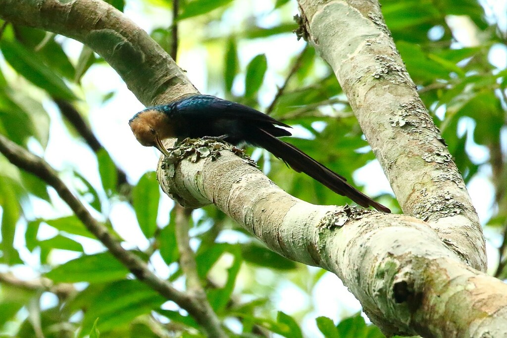 Forest Scimitarbill (Rhinopomastus castaneiceps) photo
