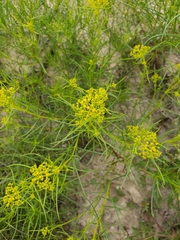 Sartwellia flaveriae