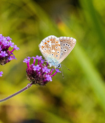 Polyommatus bellargus