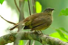 Eurillas curvirostris