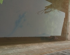 Osteolaemus tetraspis