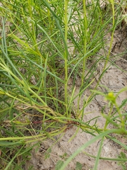 Sartwellia flaveriae