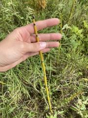 Equisetum hyemale