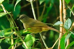 Eurillas curvirostris