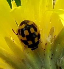 Propylea quatuordecimpunctata