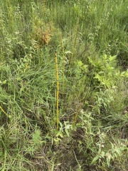 Equisetum hyemale