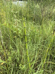 Equisetum hyemale