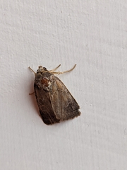Noctuidae