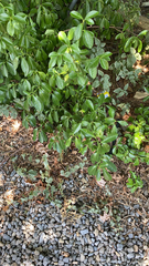 Euonymus japonicus