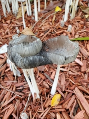 Lanatulae