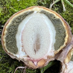 Phallus ravenelii