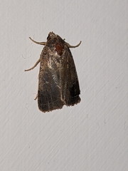 Noctuidae