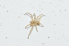 Philodromidae
