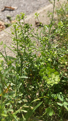 Lepidium densiflorum