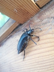 Prionus coriarius