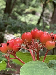 Viburnum lantanoides