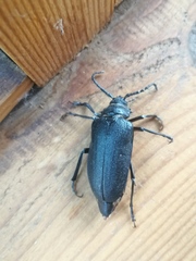 Prionus coriarius