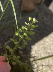 Lepidium densiflorum