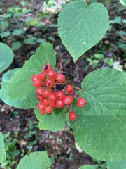 Viburnum lantanoides