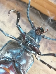Prionus coriarius