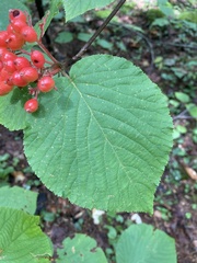 Viburnum lantanoides
