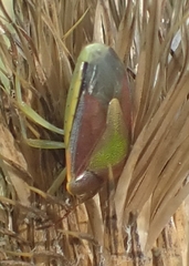 Piezodorus lituratus