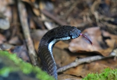 Aspidomorphus muelleri