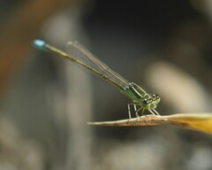 Ischnura pumilio