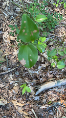Smilax rotundifolia