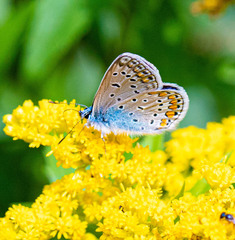 Polyommatus icarus