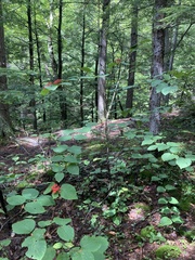 Viburnum lantanoides