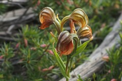 Pterostylis sanguinea