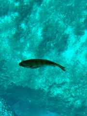 Lepomis macrochirus purpurascens